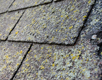 Close-up of moss growth on roof shingles.